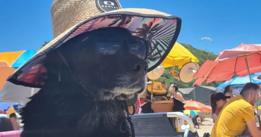 Blog fellyph cintra - cachorro na praia